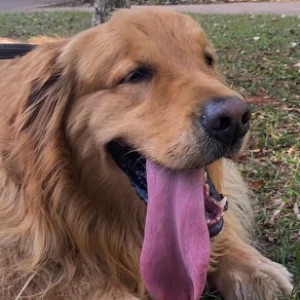 Foto de perfil de Gilmar