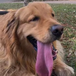 Foto de perfil de Gilmar